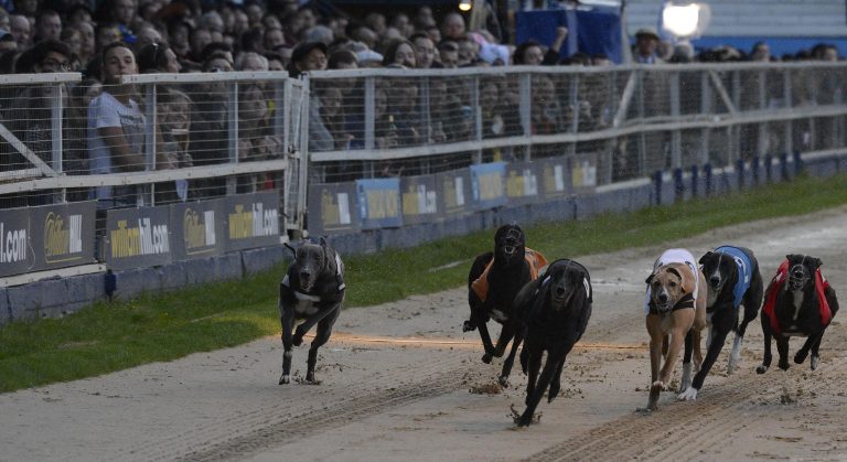 Greyhound racing