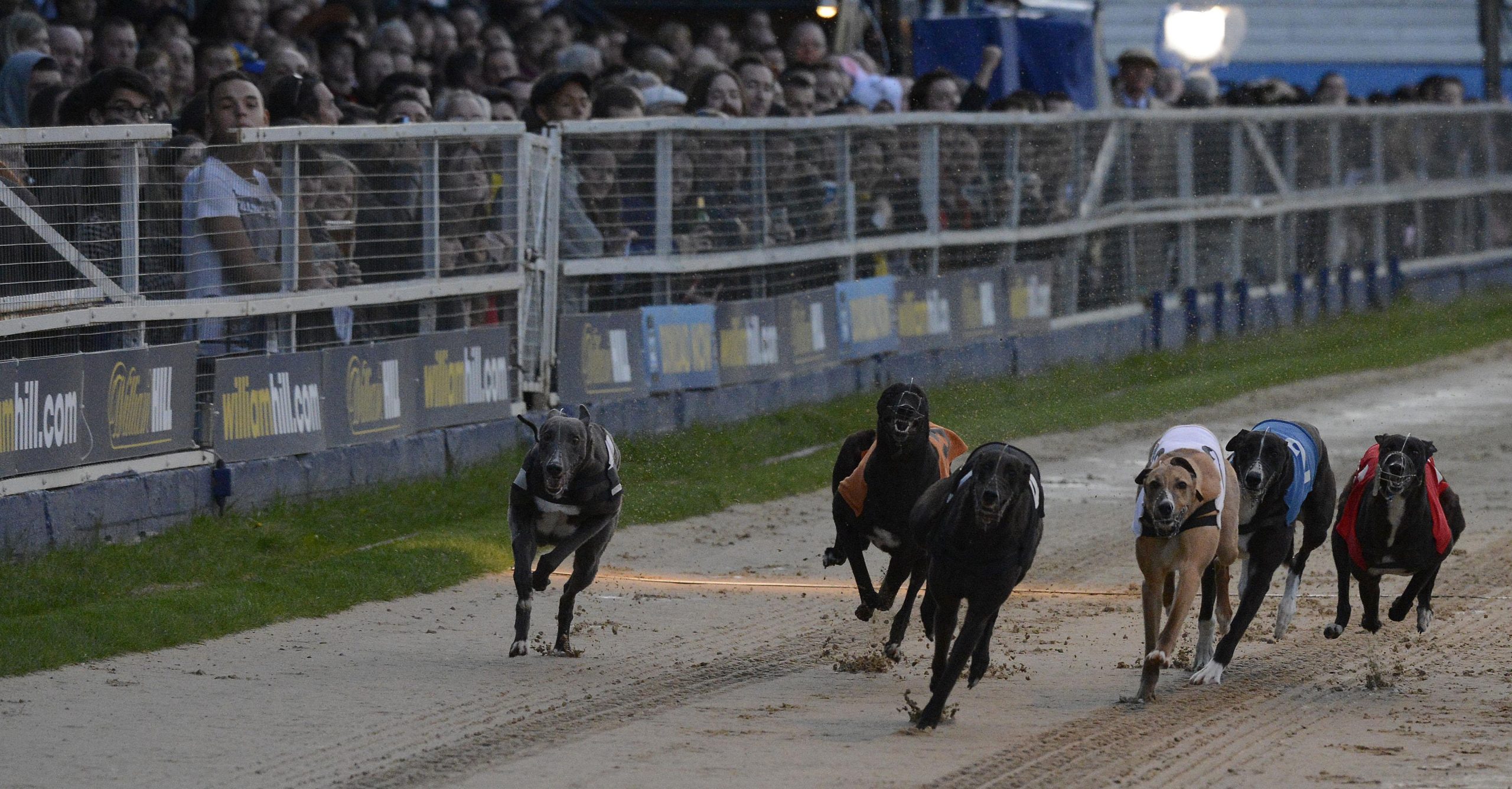 Greyhound racing