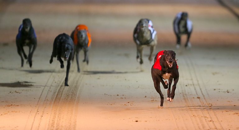 Greyhound tips: How to bet on greyhounds