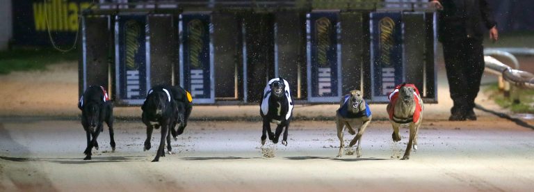 Greyhound tips: How to bet on greyhounds