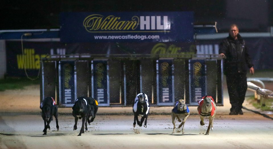 Greyhound tips: How to bet on greyhounds