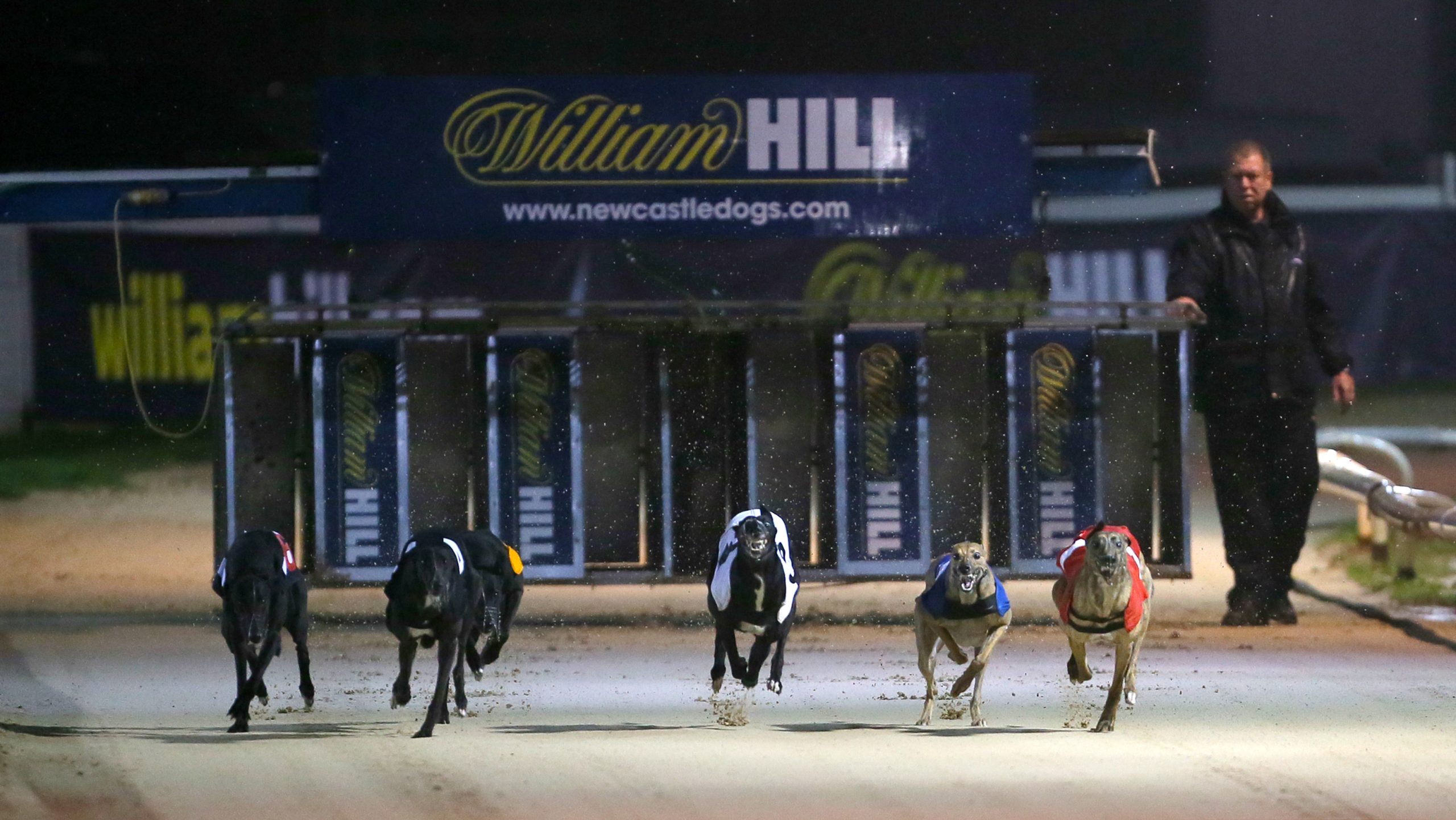Greyhound tips: How to bet on greyhounds
