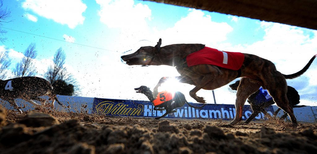 Greyhounds