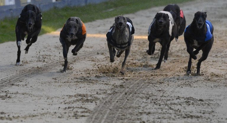 Greyhound tips