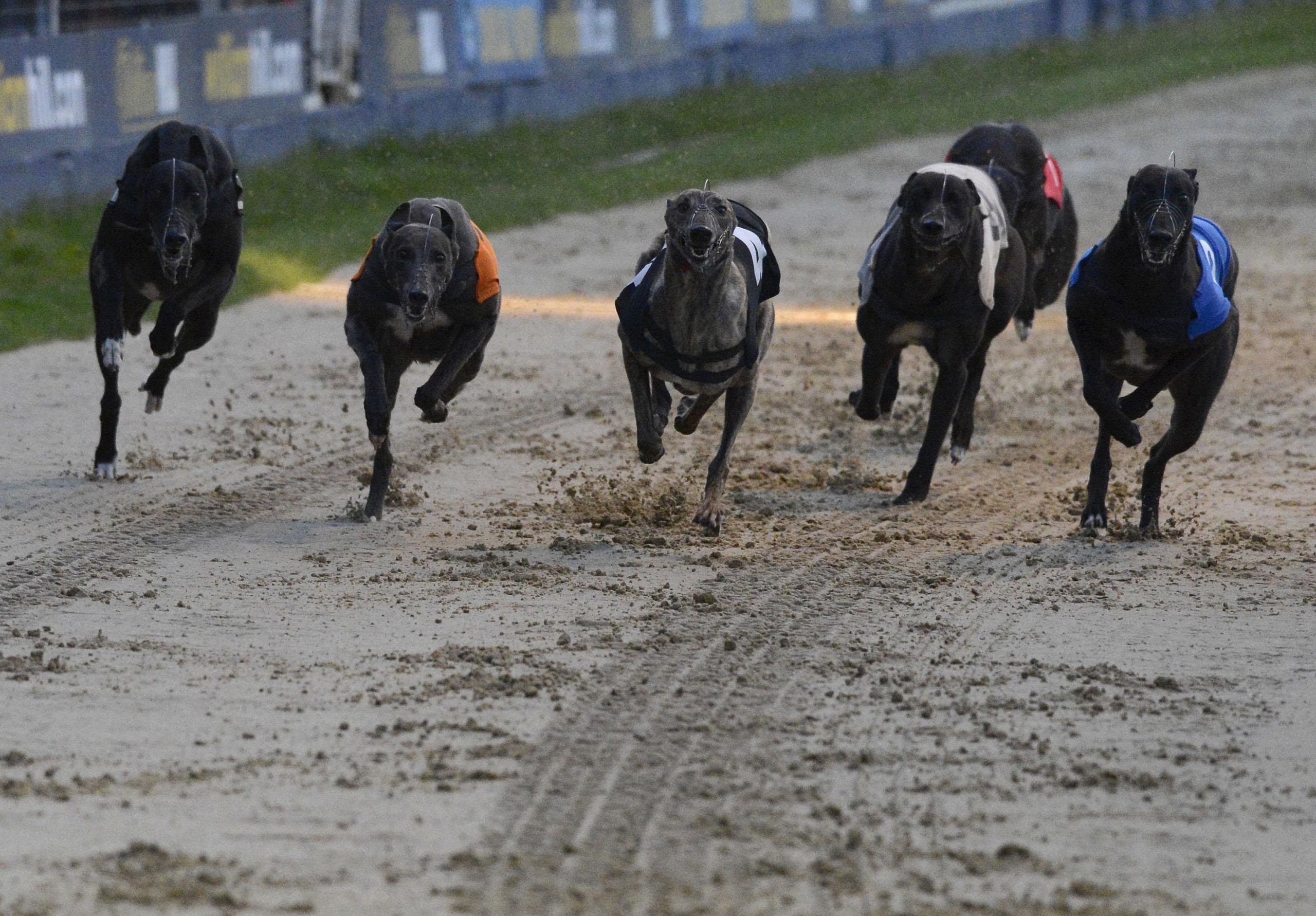 Greyhound tips