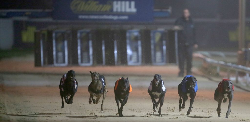 Greyhound Derby 2019 betting odds Droop's Verve