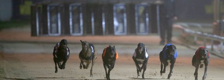 Greyhound Derby 2019 betting odds Droop's Verve