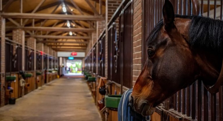 Willie Mullins Horses Handicaps Cheltenham Festival 2025