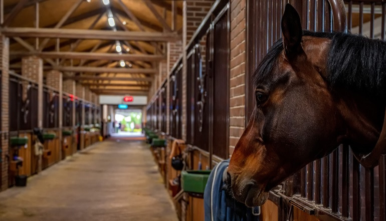 Willie Mullins Horses Handicaps Cheltenham Festival 2025