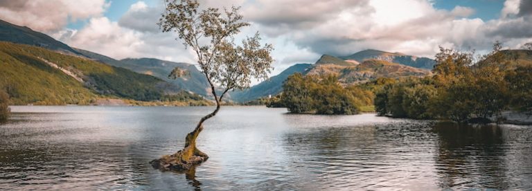 Lonely Tree Llanberis