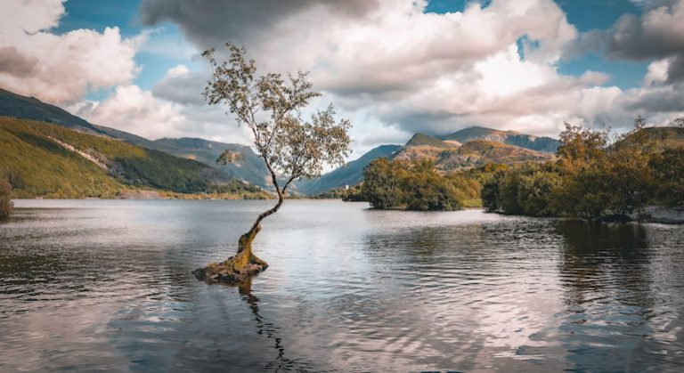 Lonely Tree Llanberis