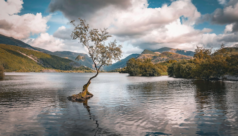 Lonely Tree Llanberis