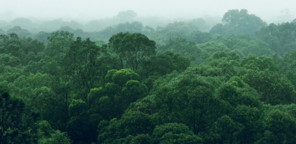 I'm A Celebrity Jungle