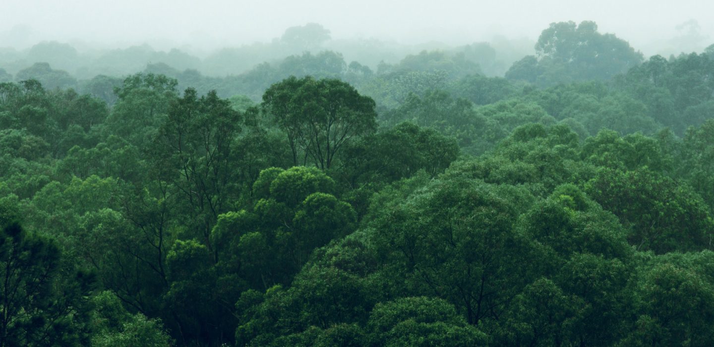 I'm A Celebrity Jungle