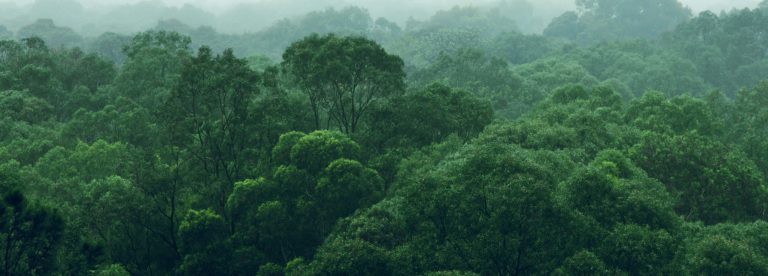 I'm A Celebrity Jungle