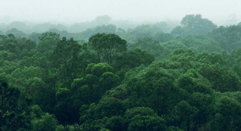 I'm A Celebrity Jungle