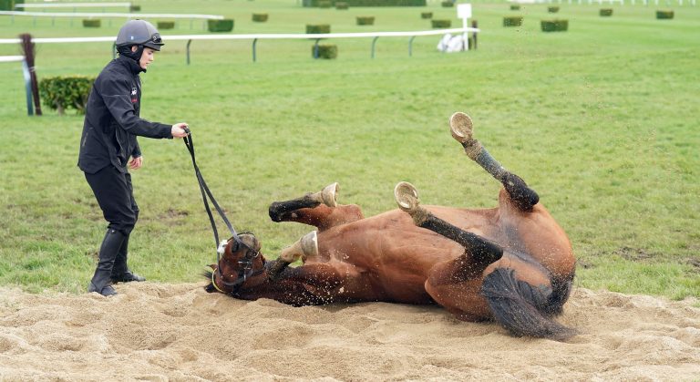 WHN promotion banner image