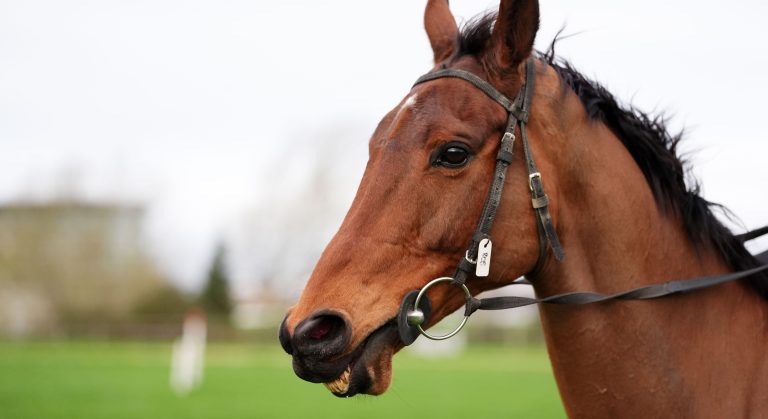 WHN promotion banner image