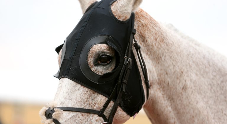 WHN promotion banner image